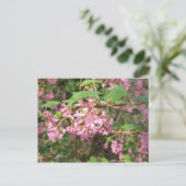 Carte postale de Pokey's Pink dans le parc (Debout devant)