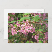 Carte postale de Pokey's Pink dans le parc (Devant / Derrière)