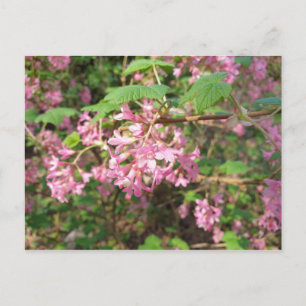Carte postale de Pokey's Pink dans le parc