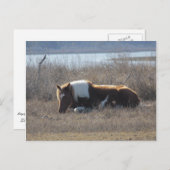 Carte postale de poney paisible. (Devant / Derrière)