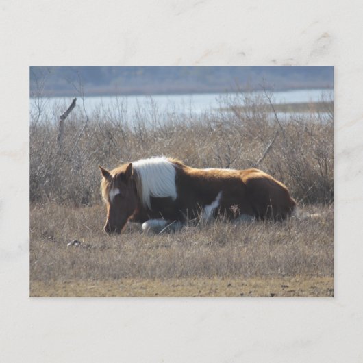 Carte postale de poney paisible. (Devant)