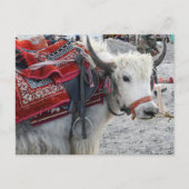 Carte postale de Pongong Himalayan Mountain (Devant)