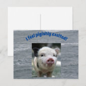 Carte postale de porc (Devant / Derrière)