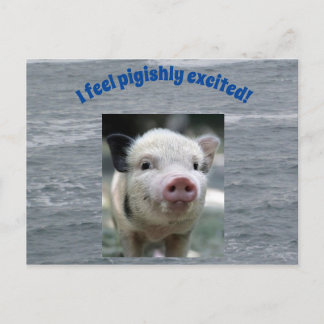 Carte postale de porc