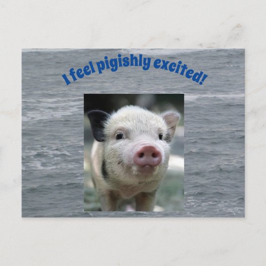 Carte postale de porc (Devant)