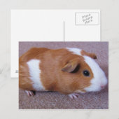 Carte postale de porc de Guinée (Devant / Derrière)