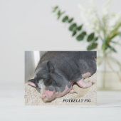 CARTE POSTALE DE PORC DE VENTRE BALLONÉ (Debout devant)