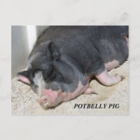 CARTE POSTALE DE PORC DE VENTRE BALLONÉ