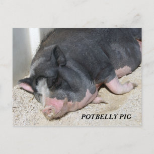 CARTE POSTALE DE PORC DE VENTRE BALLONÉ