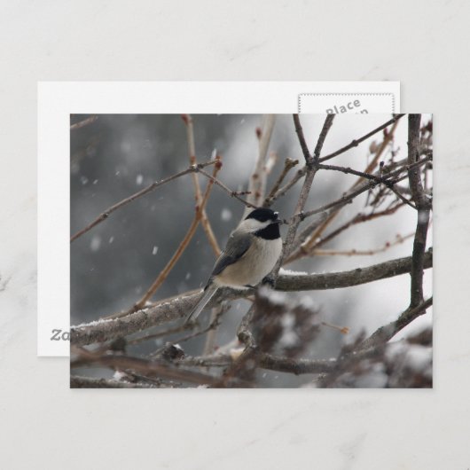 Carte postale de poulet (Devant / Derrière)