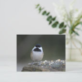Carte postale de poulet (Debout devant)