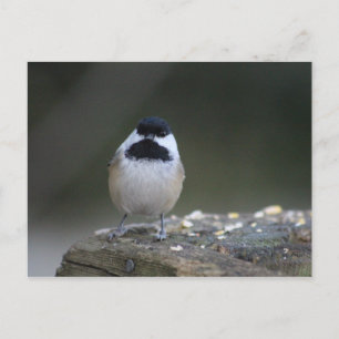 Carte postale de poulet