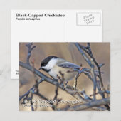 Carte postale de poulet à carreaux noirs (Devant / Derrière)