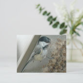 Carte postale de poulet à cou noir (Debout devant)