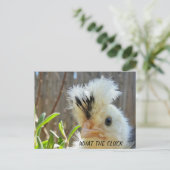 Carte postale de poulet amusant (Debout devant)