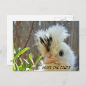 Carte postale de poulet amusant (Devant / Derrière)