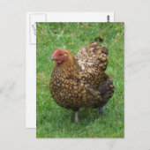Carte postale de poulet moucheté (Devant / Derrière)