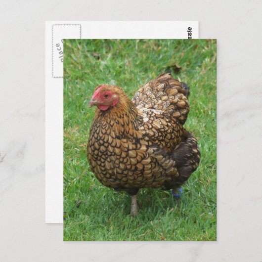 Carte postale de poulet moucheté (Devant / Derrière)