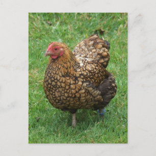 Carte postale de poulet moucheté