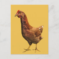 Carte postale de poulet rouge de Rhode Island