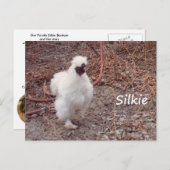 Carte postale de poulet Silkie Bantam (Devant / Derrière)