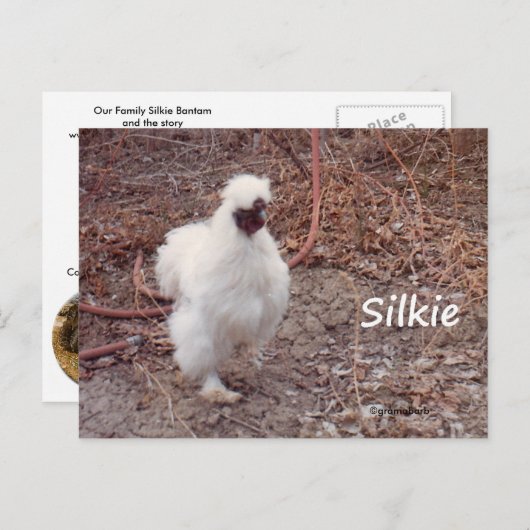 Carte postale de poulet Silkie Bantam (Devant / Derrière)