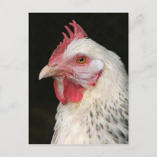 Carte postale de poulet sussex légère