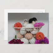 Carte postale de poulets de bébé mignons (Devant / Derrière)