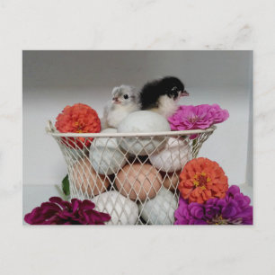 Carte postale de poulets de bébé mignons