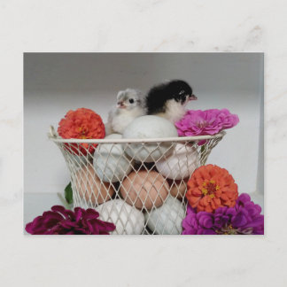 Carte postale de poulets de bébé mignons
