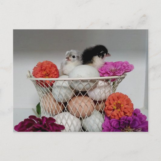 Carte postale de poulets de bébé mignons (Devant)
