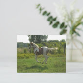 Carte postale de pouliche de Pinto (Debout devant)