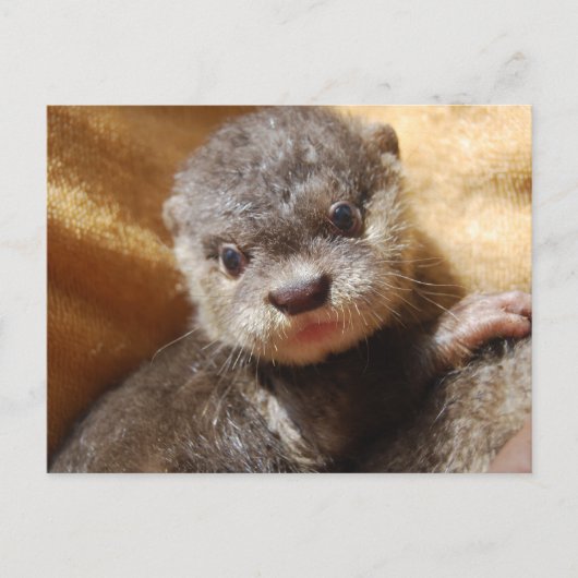Carte postale de poupée de loutre (Devant)