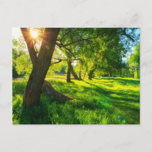 Carte postale de prairie forestière ensoleillée (Devant)