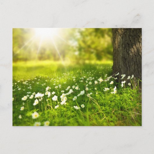 Carte postale de pré de fleur (Devant)