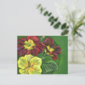 Carte postale de printemps Primula primroses (Debout devant)