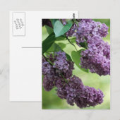 Carte postale de printemps ravissante (Devant / Derrière)