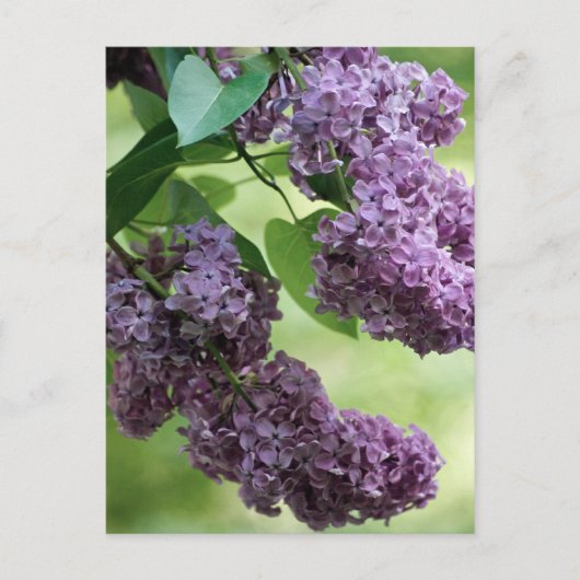 Carte postale de printemps ravissante (Devant)