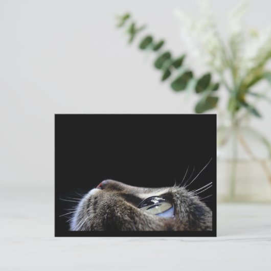 Carte postale de profil de chat (Debout devant)