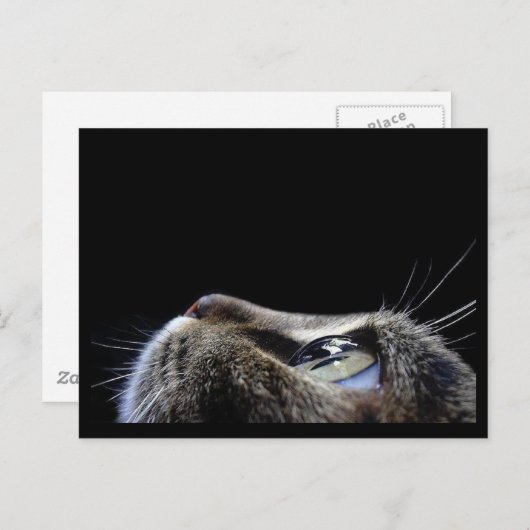 Carte postale de profil de chat (Devant / Derrière)
