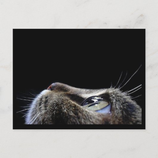 Carte postale de profil de chat (Devant)