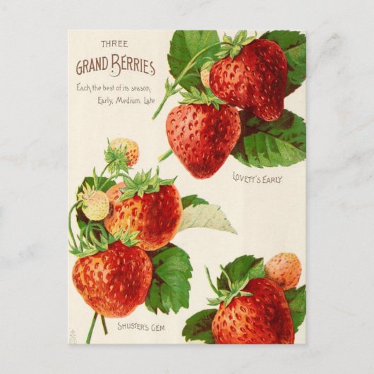 Carte postale de publicité de graines anciennes (Devant)