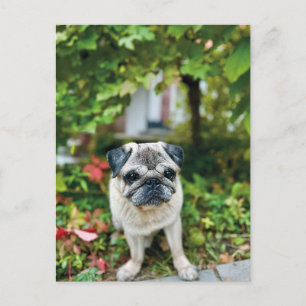Carte postale de Pug mignon d'automne