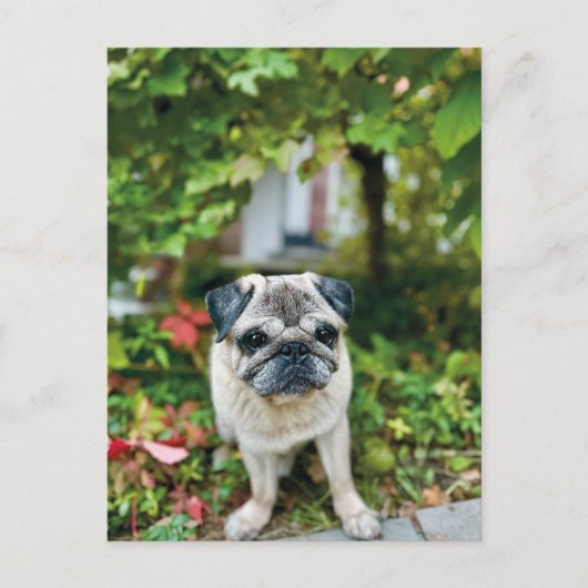 Carte postale de Pug mignon d'automne (Devant)
