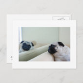 Carte postale de Pug Miroir (Devant / Derrière)