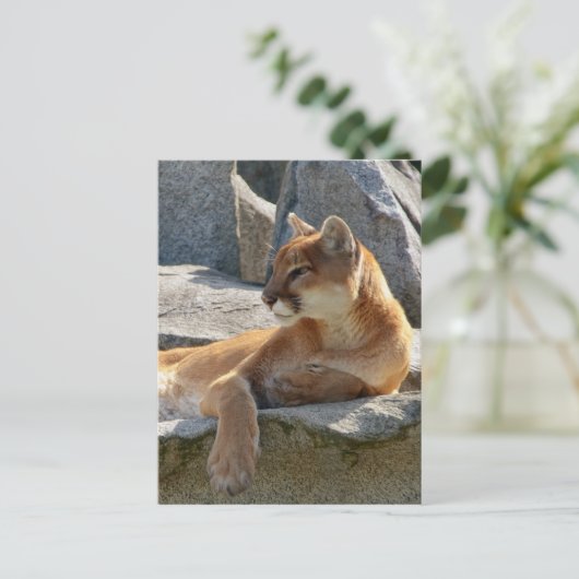 Carte postale de puma (Debout devant)