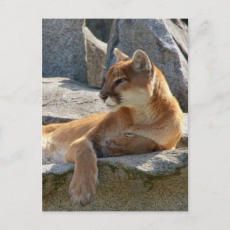 Carte postale de puma