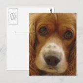Carte postale de race espagnole (Devant / Derrière)
