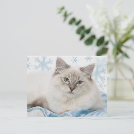 carte postale de ragdoll (Debout devant)