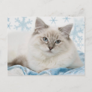 carte postale de ragdoll